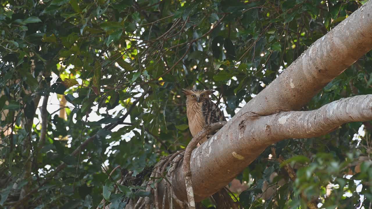 búho de pescado buffy, ketupa ketupu posado en una rama enorme durante un día muy ventoso mientras mira directamente hacia la cámara y luego mira hacia atrás sobre su hombro derecho, parque nacional khao yai, tailandia