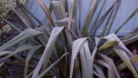 new zealand flax phormium with frost and ice on dark green leaves, ms