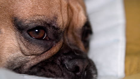 Close-up-of-a-sleepy-french-bulldog-neb-face,-he-is-lying-on-a-comfortable-pillow-while-opening-and-closing-his-eyes