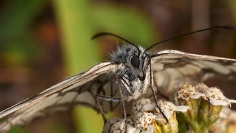 Very-close-up-of-butterfly-is-resting-on-a-dandelion-flower,-the-wind-is-slightly-moving-its-wings,-beautiful-background-blur-with-green-vegetation