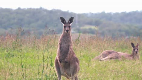 eastern grey kangaroo standing and looking at camera while one is lying on grass in background in hunter valley, nsw, australia