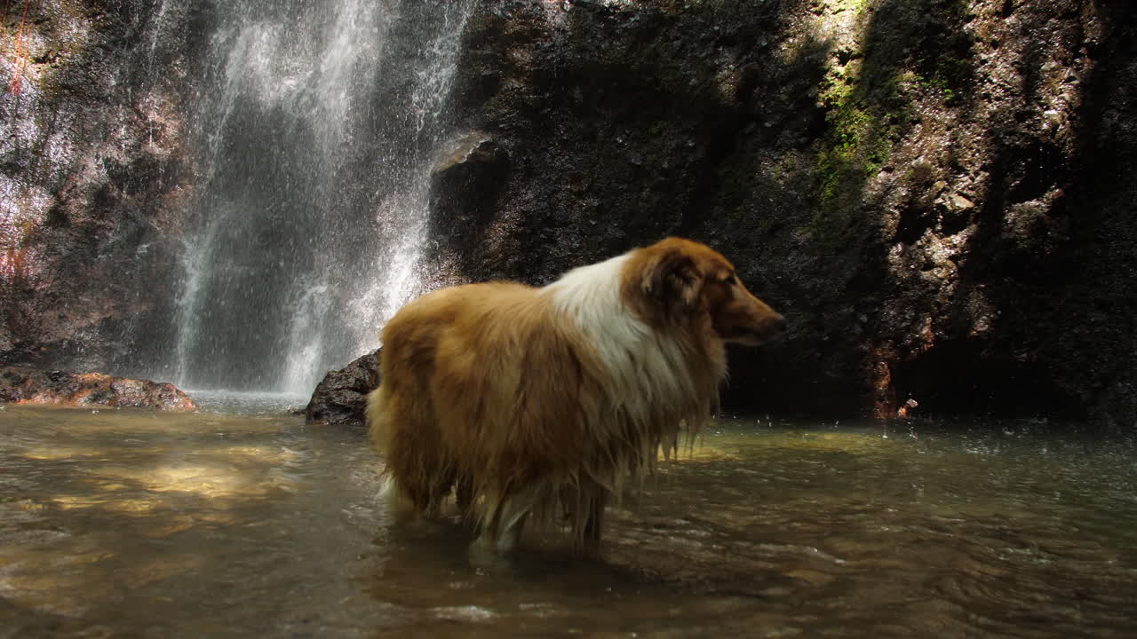 perro collie áspero de pie en una piscina en el fondo de la cascada tropical a cámara lenta