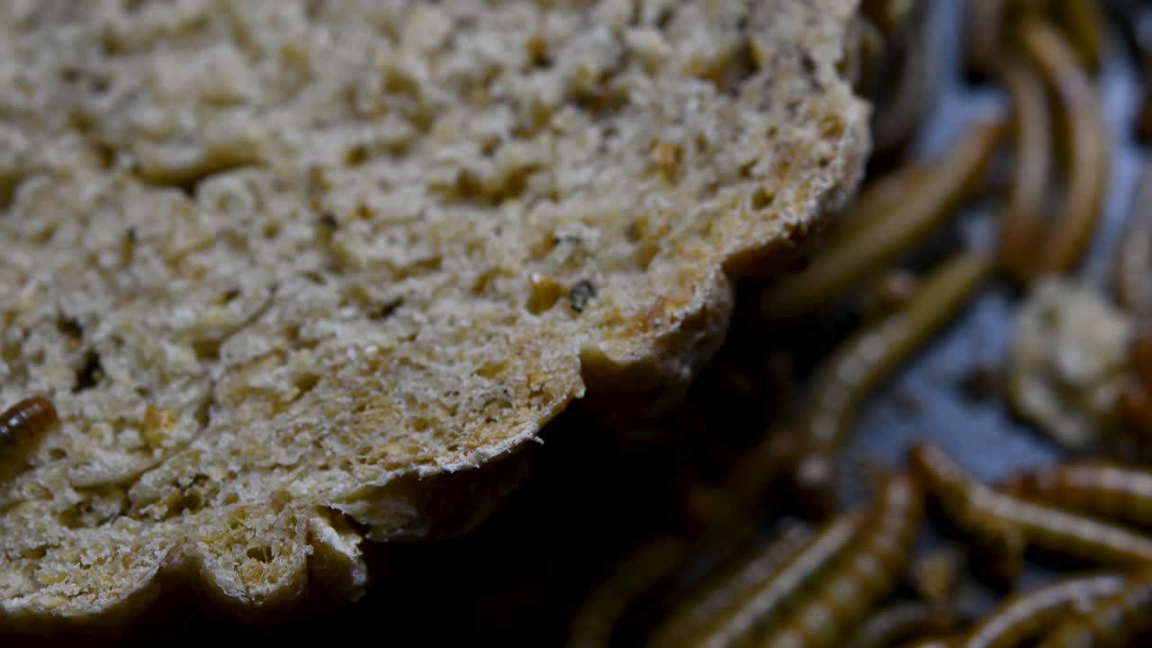 The Mealworm is a species of Darkling Beetle used to feed pets like fish, snakes, birds, and frogs