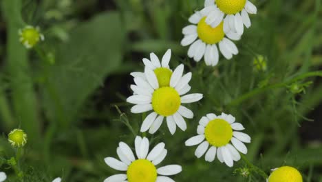 close-up of daisy flowers in a meadow, gently swaying in the breeze, captured in a static shot