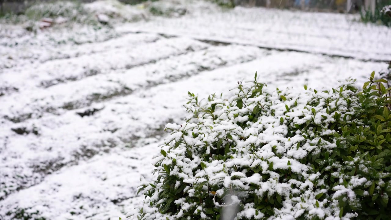 Neve fresca che cade su un giardino domestico in una città del Giappone. Neve che cade su un cespuglio sempreverde, ripresa in 4K a 24fps