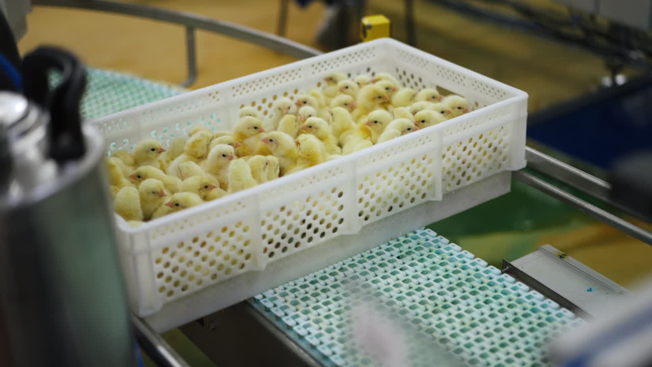 White plastic box full of yellow chicks moving on the conveyor line. Little cute poultry birds on the factory.