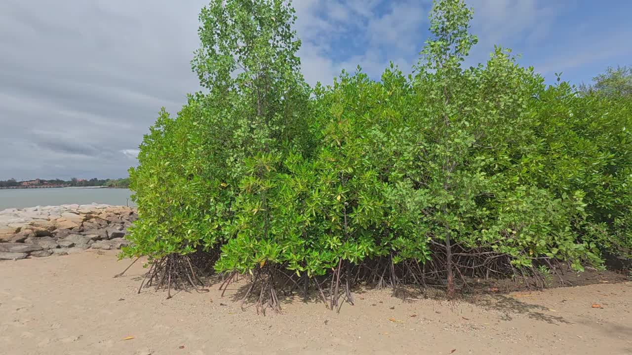 A tropical mangrove forest along a coastal shoreline, home to diverse wildlife and a natural barrier against coastal erosion.