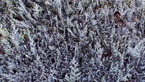 wide to close shot of a typical german thuja hedge on a autumn day