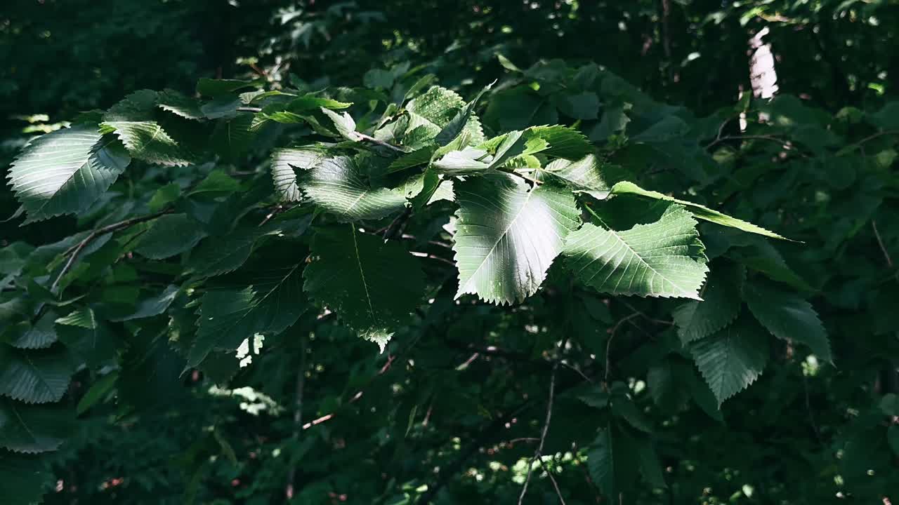 빛 에 인 숲 의 잎