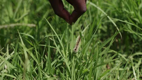 Furry-Caterpillars-Crawling-On-Grass-Leaves-On-Field