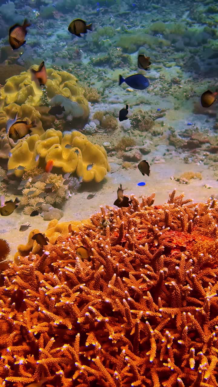 Vibrant corals sway underwater with the current as fish swim freely around the reef.