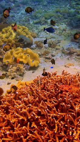vibrant corals sway underwater with the current as fish swim freely around the reef.