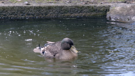 a black duck bathed in ditch water