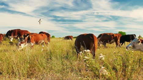 This-idyllic-rural-setting-reflects-the-simple-beauty-of-nature-and-the-quiet-harmony-of-farm-life,-where-the-cows-move-leisurely,-enjoying-their-day-in-the-sun