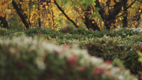 Soft-carpet-of-grass,-moss,-and-small-shrubs-in-the-birch-grove-in-autumn-tundra