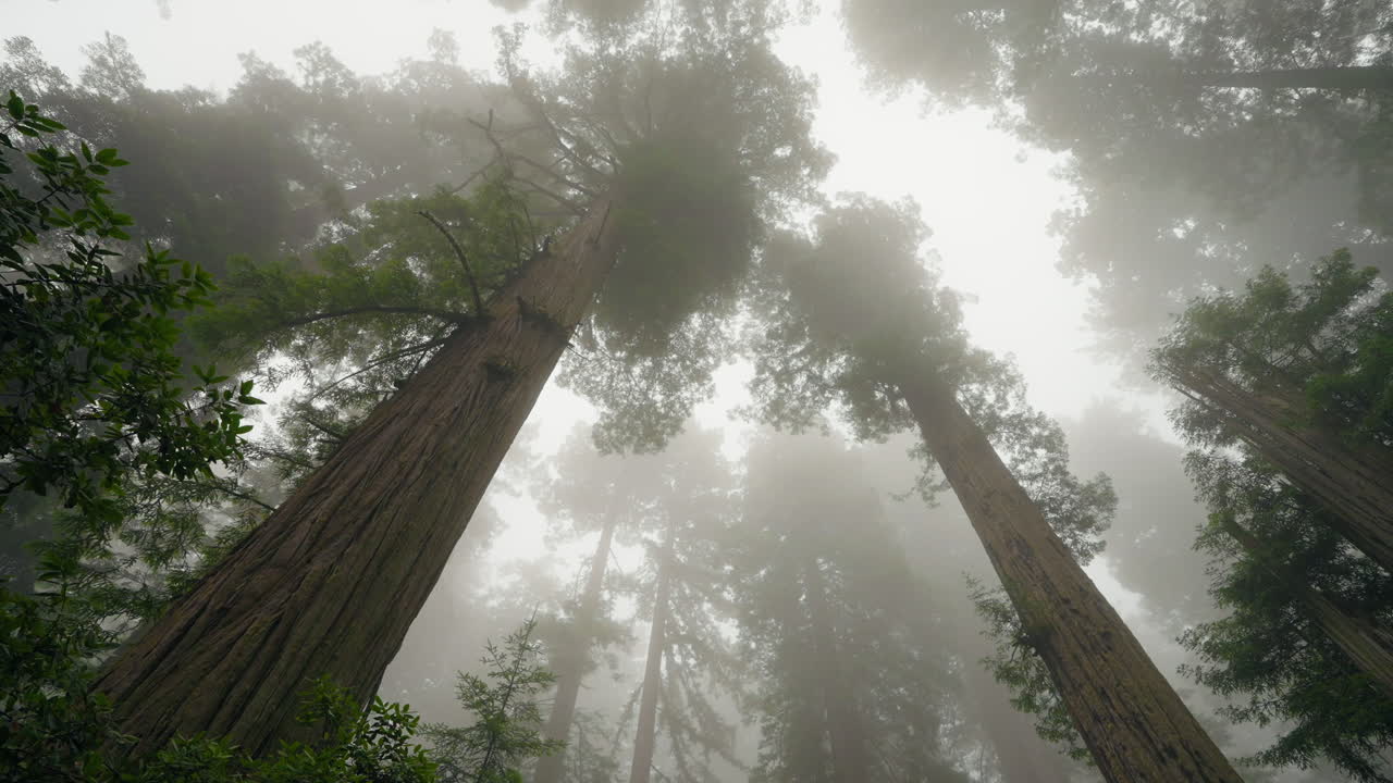 Ancient redwood trees reach tall into the eerie misty sky overhead