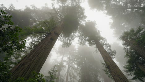 ancient redwood trees reach tall into the eerie misty sky overhead