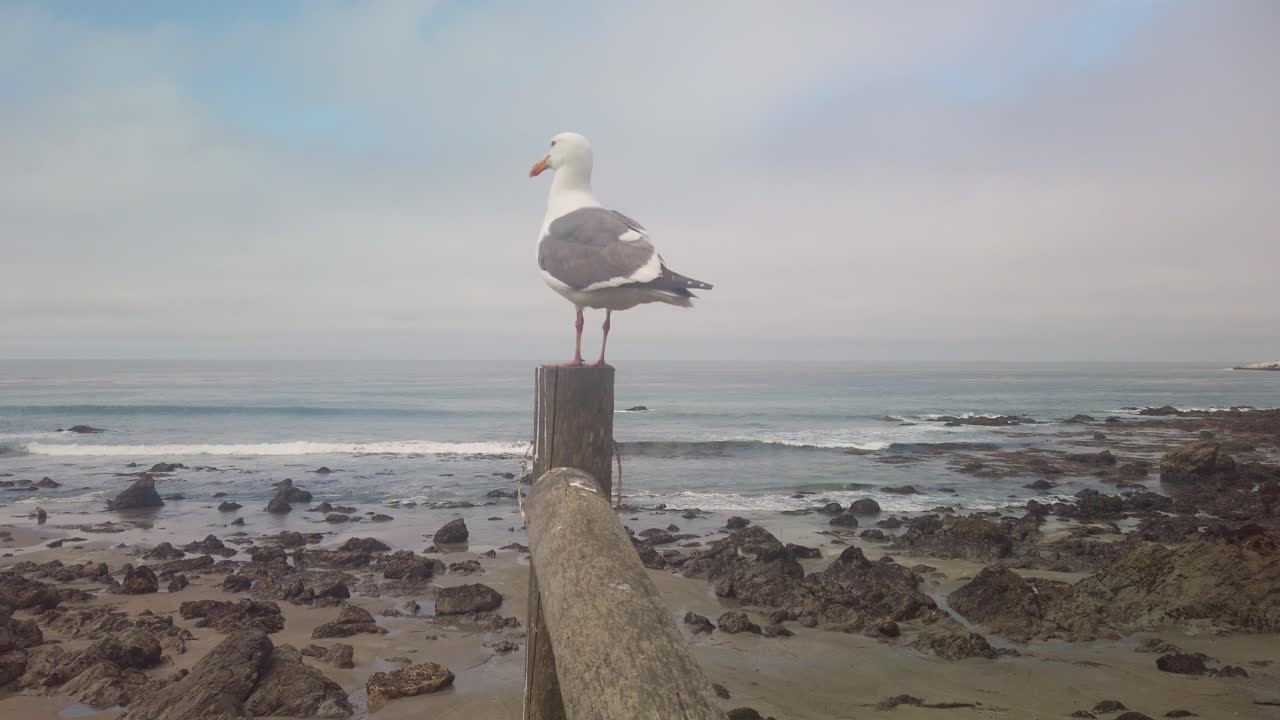 Gimbal wide shot of a seagull standing on a post looking out at the rocky shoreline on the Central Coast of California