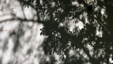 Baum-Wirft-An-Einem-Sommermorgen-Einen-Schatten-Auf-Eine-Weiße-Wand