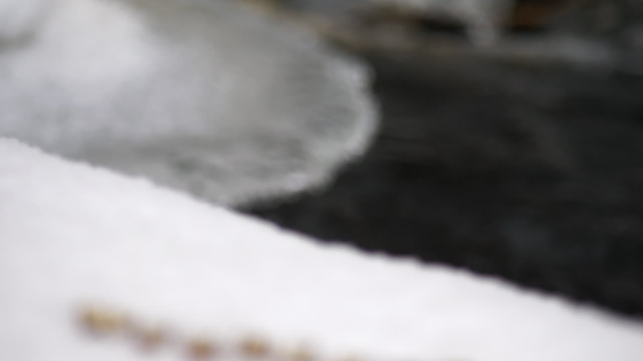 얼음 스트림에서 문자 철자 야생 동물, 근접 촬영으로 초점 이동 기울기