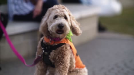 a dog in a pumpkin halloween costume