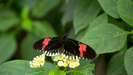 Butterfly-Macro-07