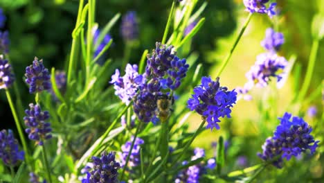 Small-levender-flowers-being-blowned-by-light-breeze-and-bumblebee-flying-around-and-taking-nectar-for-honey-produce