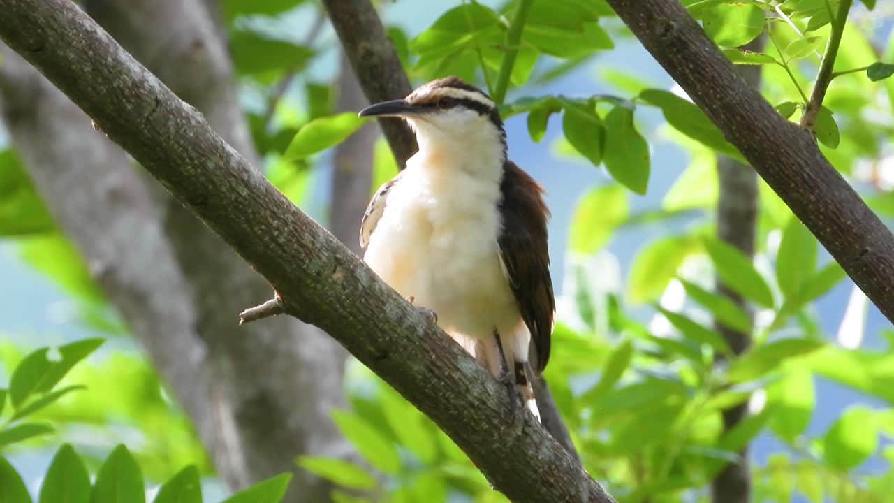 raro marrón blanco de color bicolor en una rama en la selva de colombia