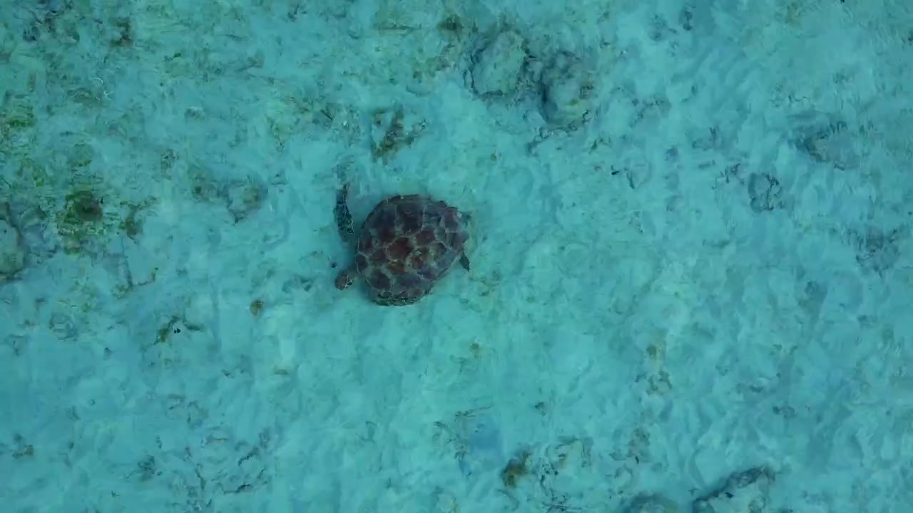 Sea turtle swimming over a sandy seabed in clear turquoise water and searching for food. Best aerial view vertical bird's eye view drone