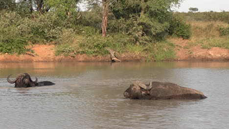 Búfalo-Descansando-Y-Vadeando-En-Un-Abrevadero-En-África