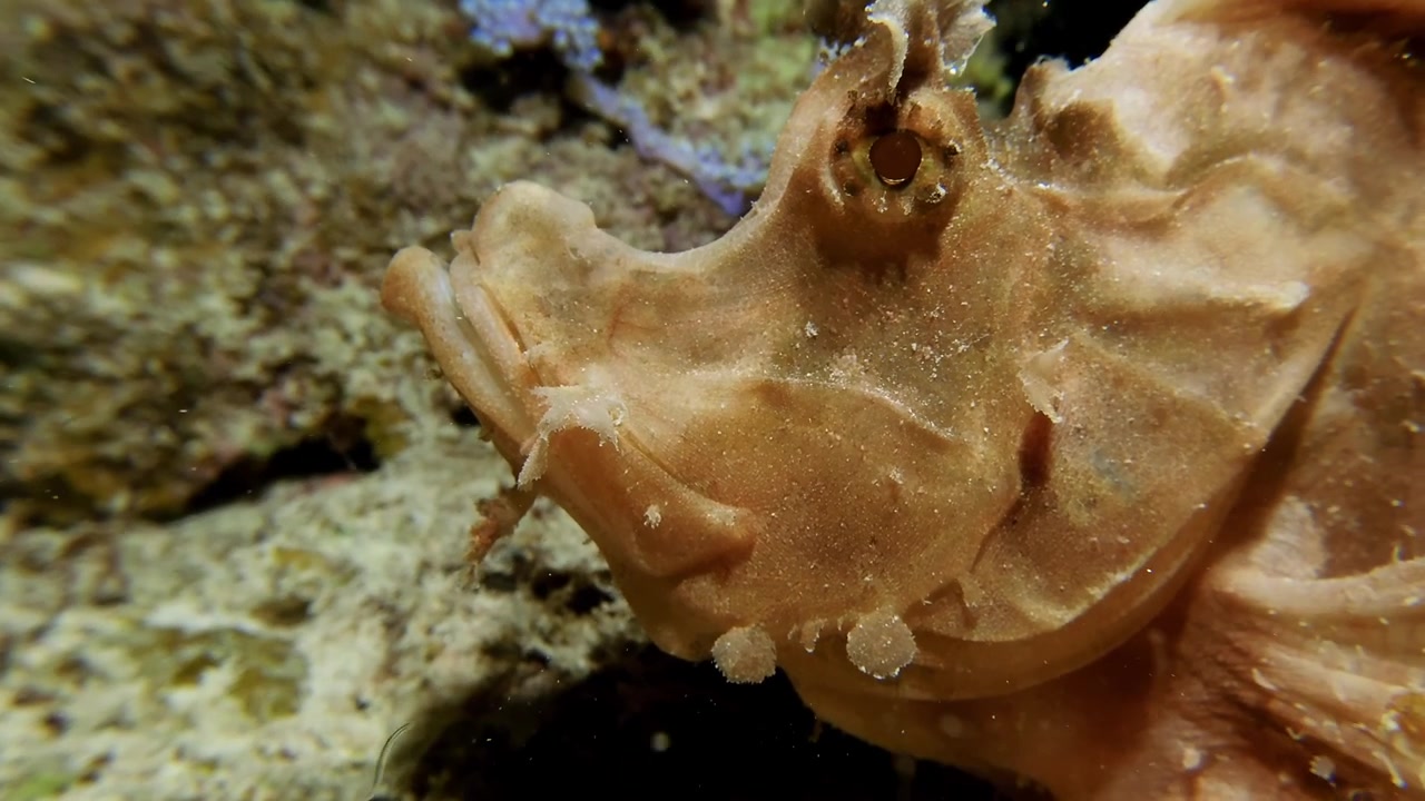 Rhinopias eschmeyeri in primissimo piano su una barriera corallina