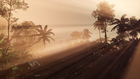 sunset beams through palm trees