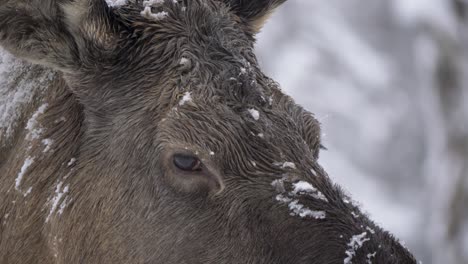 portrait of docile gentle eyed moose shrouded in cold frozen snow - detail extreme-close up shot