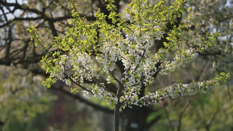 delicate white cherry tree blossoming