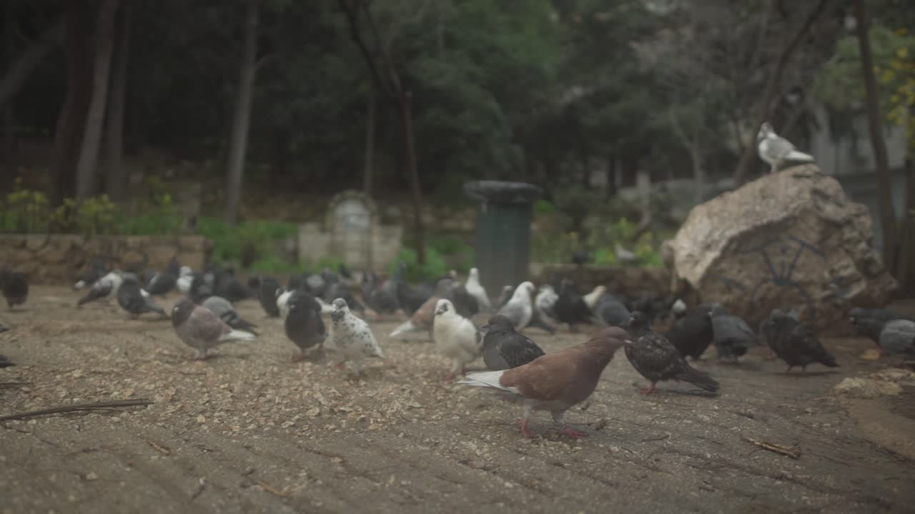 una bandada de palomas en busca de alimento en un parque en cámara lenta en atenas, grecia