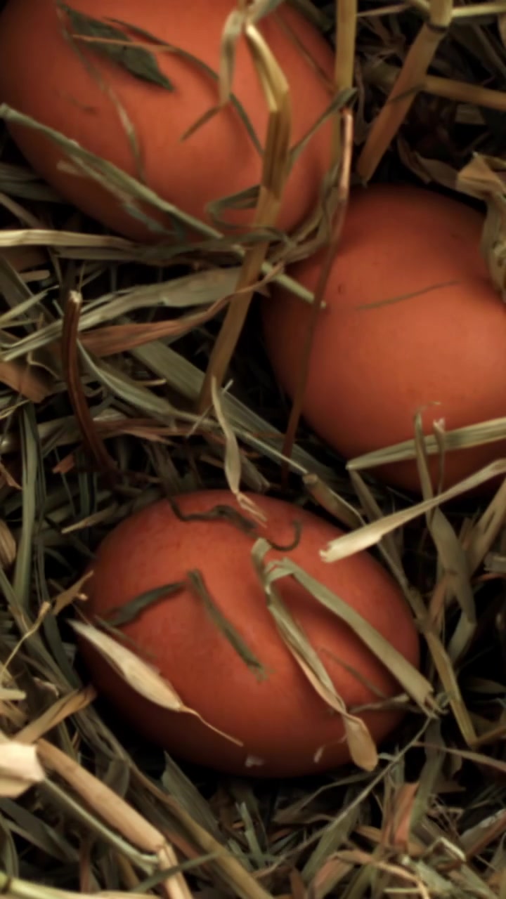 Close-up of Fresh Brown Eggs in a Hay Nest