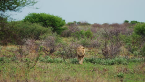 light young prime male lion walking through the bush roaring in bostwana, central kalahari
