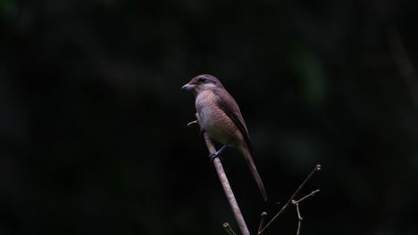 perched diagonally while exposing its side facing to the left as it looks around, brown shrike lanius cristatus, philippines