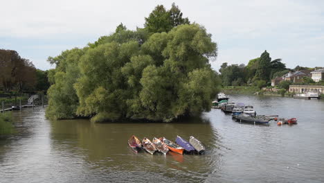 botes de remos amarrados en el río támesis en riverside green, richmond, reino unido