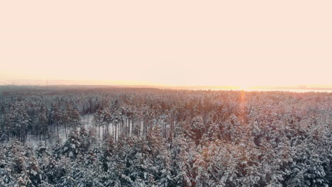 AERIAL-CLOSE-UP-Flying-over-frozen-treetops-in-snowy-mixed-forest-at-misty-sunrise.-Golden-sun-rising-behind-icy-mixed-forest-wrapped-in-morning-fog-and-snow-in-cold-winter.-Stunning-winter-landscape