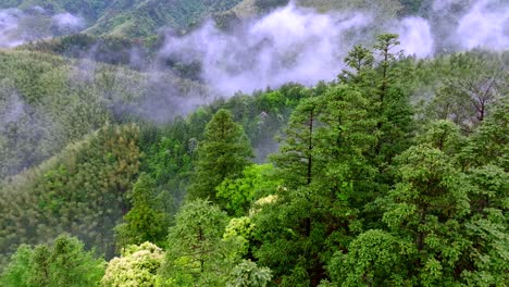 aerial photography of high mountains shrouded in clouds and mist after rain, humid climate, and green forests shrouded in mist