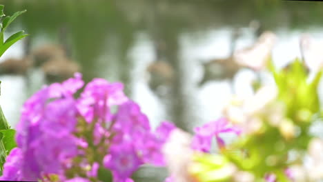foco de cámara lenta desde hermosas flores rosas y blancas hasta un estanque con gansos de canadá nadando