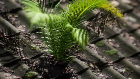 moss and fern on old roof