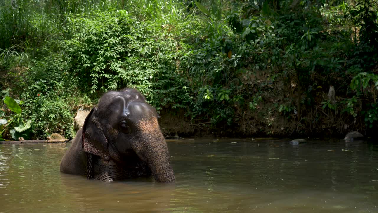 fotografía de paisaje en cámara lenta de un elefante asiático sentado bañándose en un río cerca de la selva tropical fundación del milenio samaragiri sri lanka asia