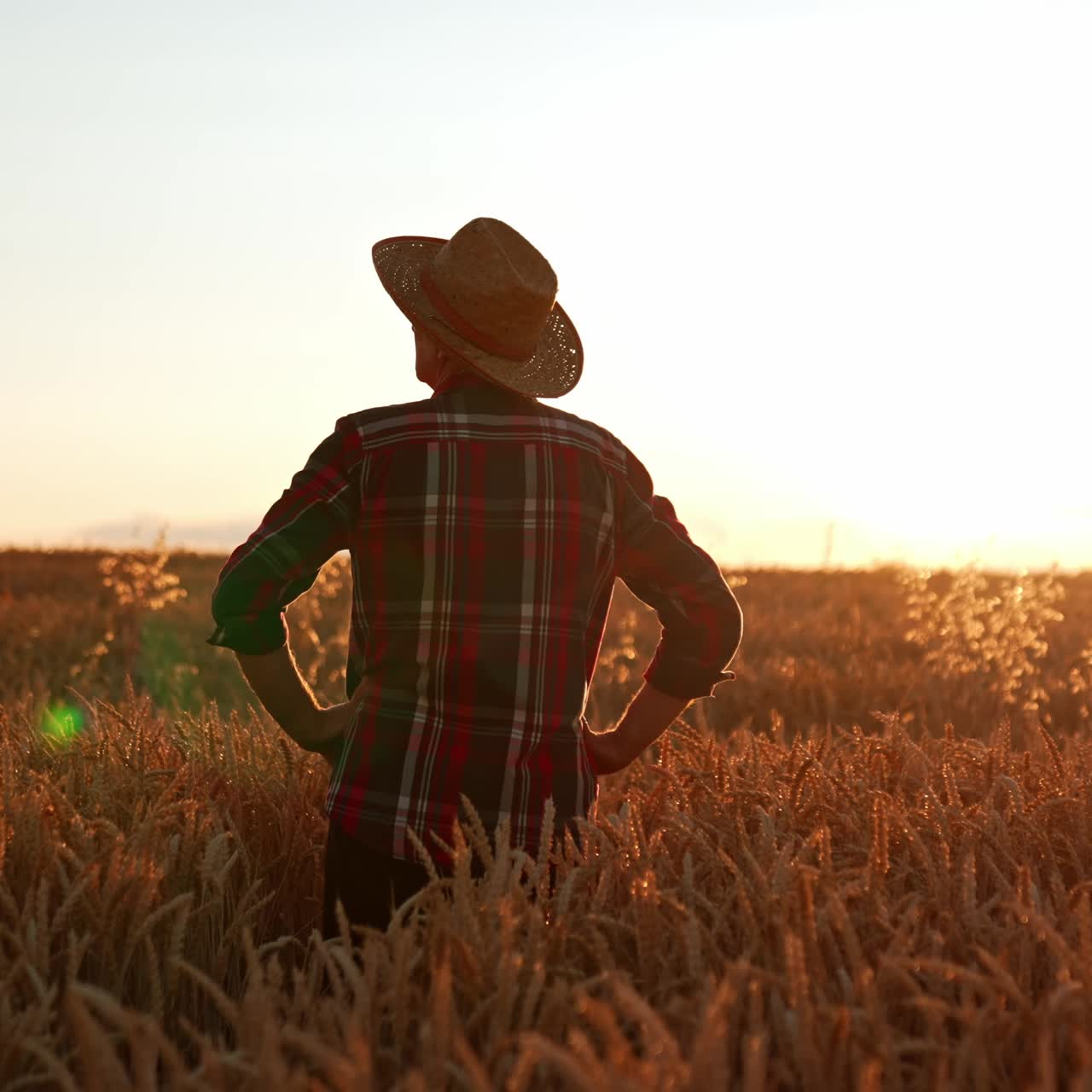 Rear view of a man in a hat and checkered shirt standing in the field. Farmer looks at the field holding hands on his hips