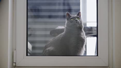 domestic cat sitting outside the door window looks through the glass inside the house, adult gray cat meows asks to enter the house.