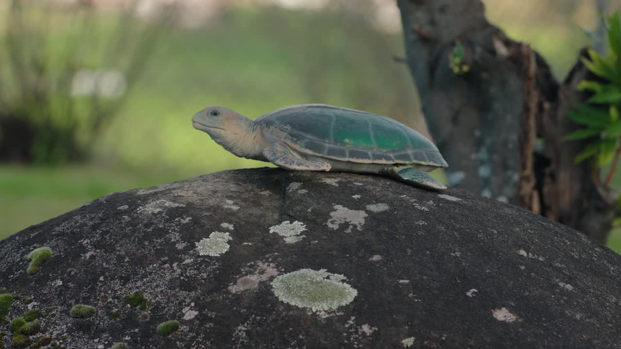 Sea turtle sculpture placed atop mossy stone in lush natural garden setting