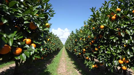 orange orchard on a sunny day