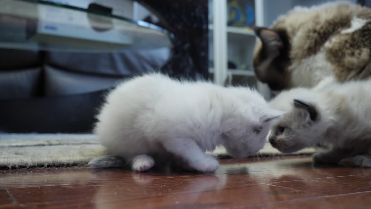 Gattini Ragdoll appena nati con la mamma nella famiglia di gatti.