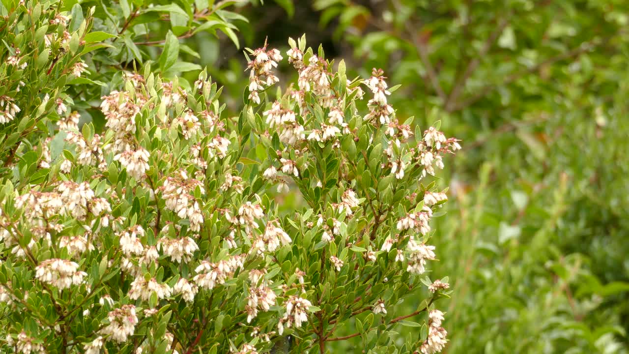 hermosa polilla colibri volando alrededor de las flores en un arbusto en busca de comida en un brillante día de verano en costa rica